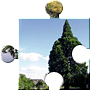Sekvojovec obrovský